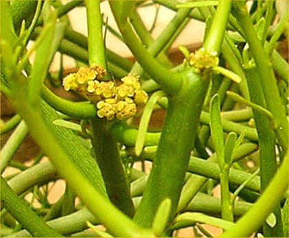 افوربیا تیروکالی